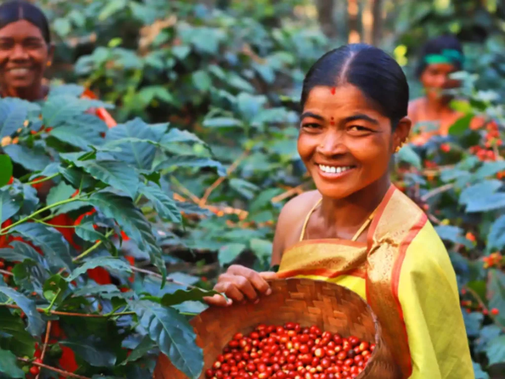 Tribal coffee pradise- Araku coffee different from all other coffee of India