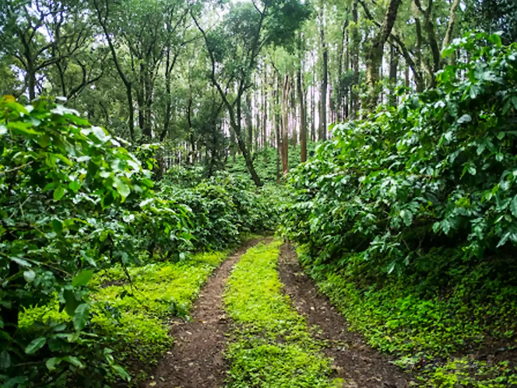 Chikmagalur one of the biggest producers of coffee in India