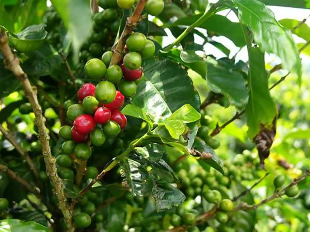 Kodaikanal coffee is nourished by the ample rainfall here and offers a distinct flavour