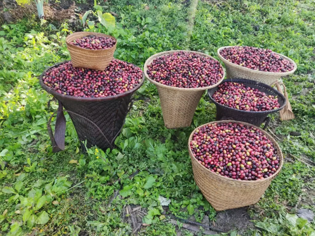 the journey of Nagaland coffee is worth experiencing first-hand