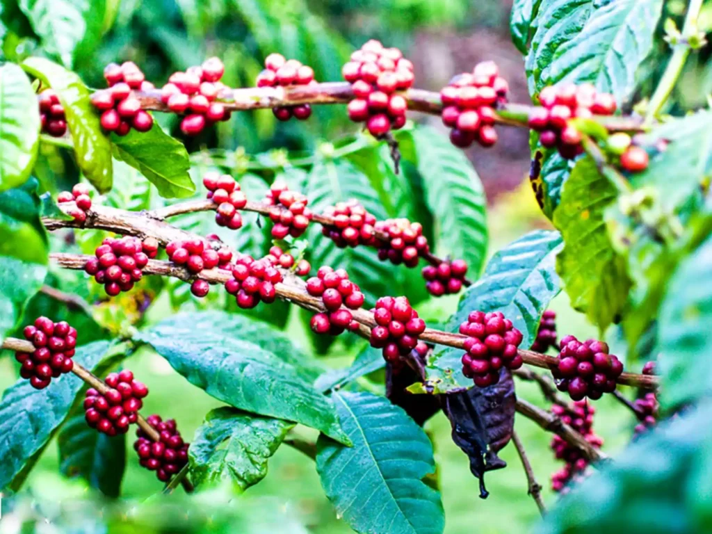 Wayanad holds a prominent place in Kerala coffee tourism