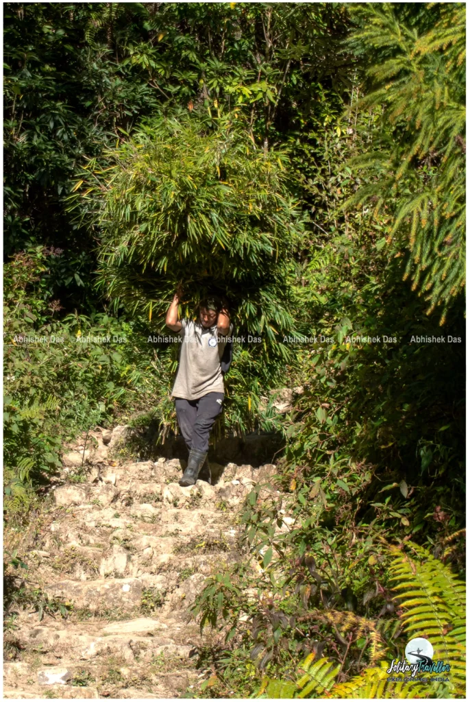 The trail to Rammam ascends gently, weaving through lush green forests