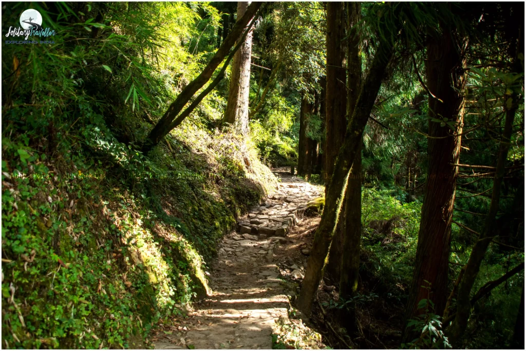 Phalut Trek Difficulty Level Everything You Need to Know