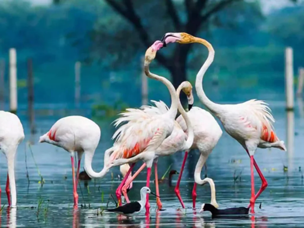 Bharatpur Bird Sanctuary, also known as the Keoladeo National Park, is yet another aesthetically pleasing spot in the Golden Triangle Route of India