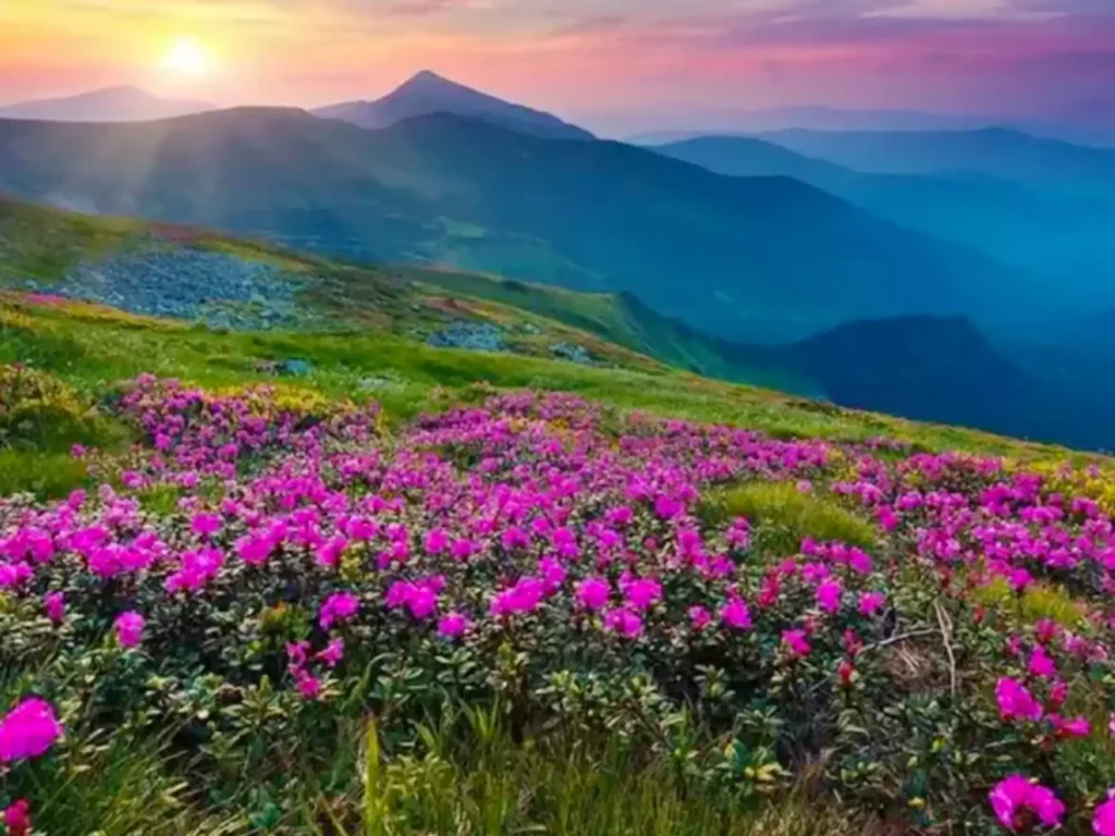 Valley of Flowers Trek is very famous not just in India, but all over the world A UNESCO World Heritage site