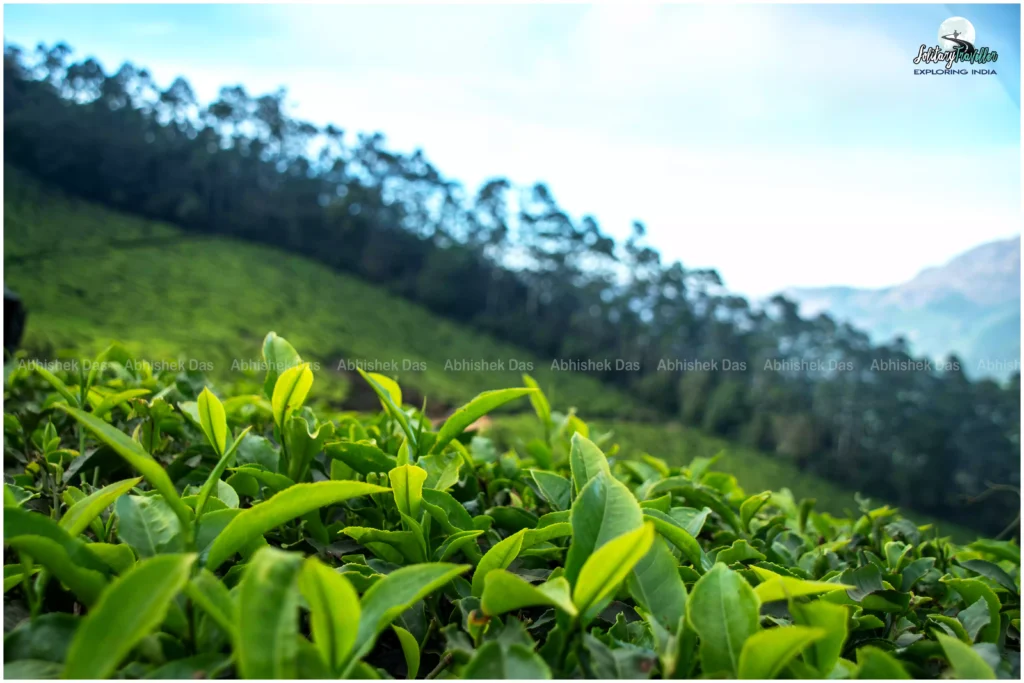 Kolukkumalai, a small mountain hamlet famous for hosting one of the highest tea plantations in the world near Munnar