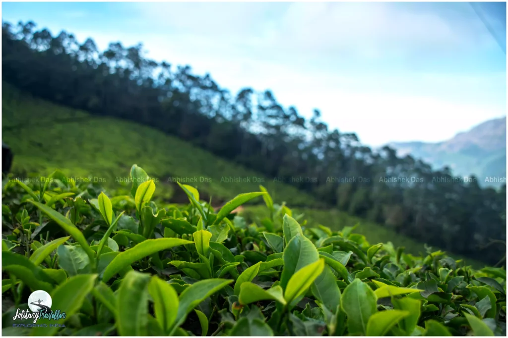 My journey through Munnar was not about ticking off a list