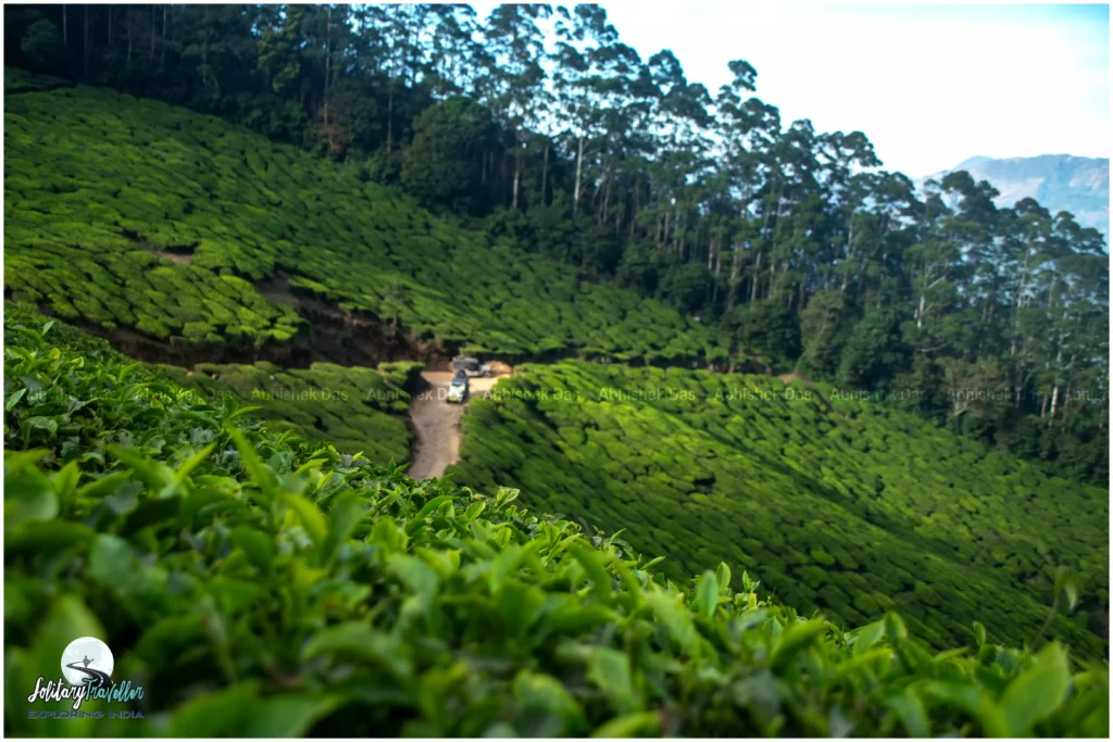 Journey to Kolukkumalai: The Highest Tea Estate