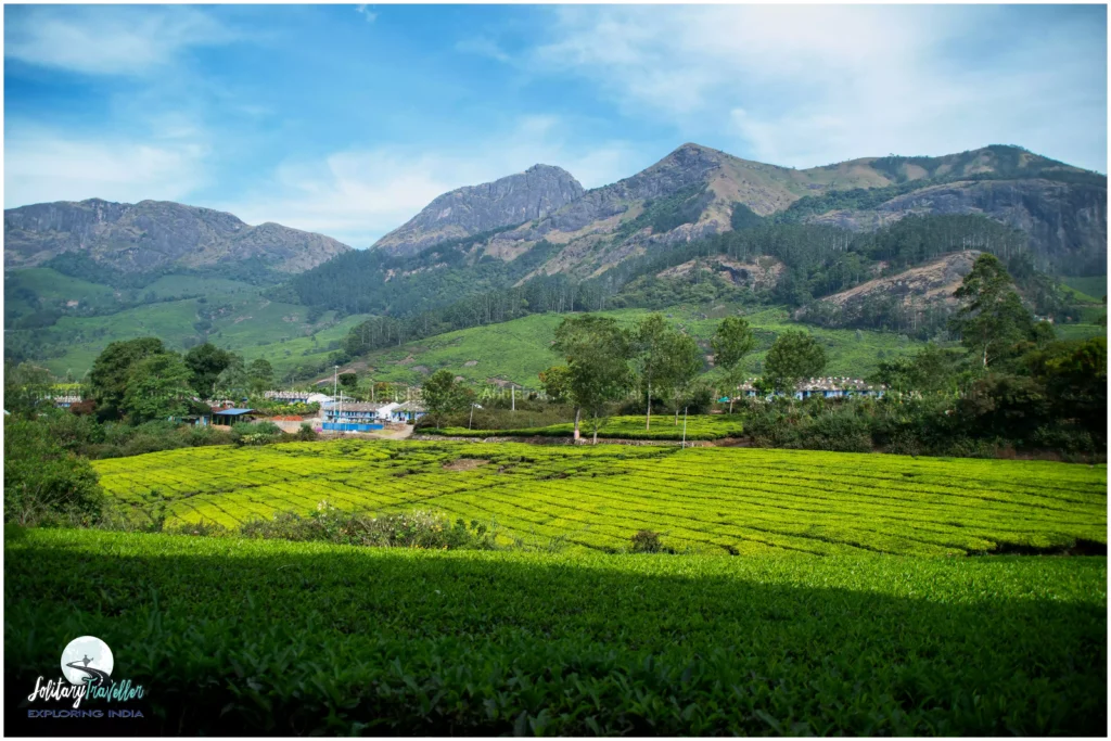 Suryanelli: A Quiet Village Among Tea Estates
