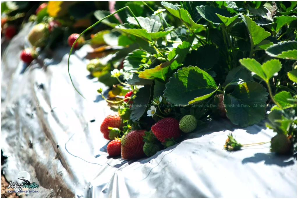 At one of the farms Vattavada I tasted freshly grown organic strawberries