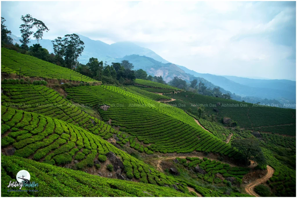 Munnar is known for its famous viewpoints, tea museums, and scenic drives